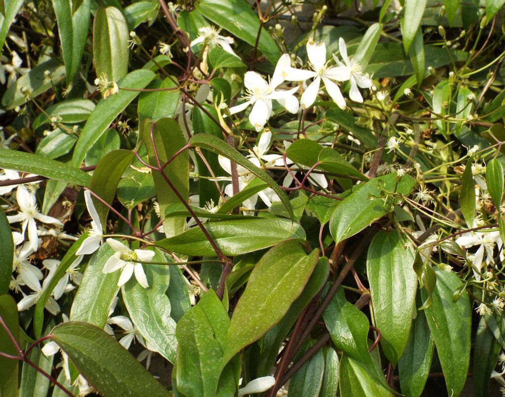 Clematis armandii  (Ranunculaceae)